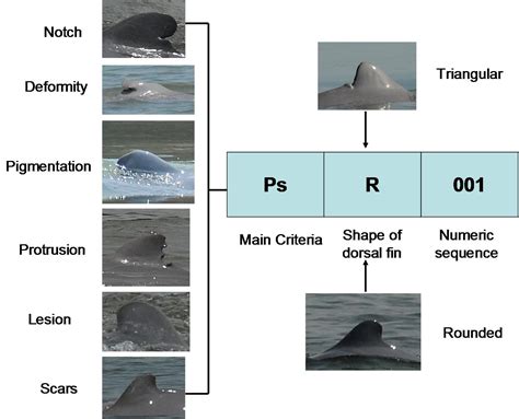 A new way to see Mekong dolphins - photo ID based monitoring | WWF