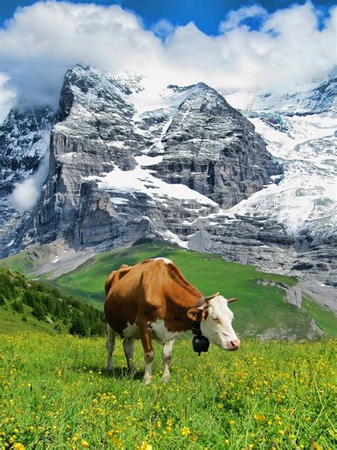 Cow Grazing by the Lauberhorn Near Wengen, Switzerland Stock Photo - Image of grassland ...