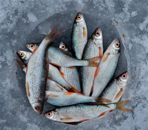 The MSC Certification shows that a product is certified sustainable seafood