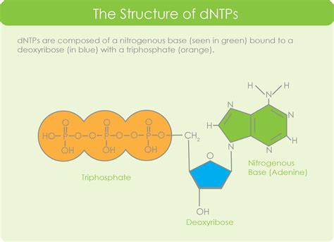 dNTP Mix - ZellBio GmbH - Quality and affordable reagents