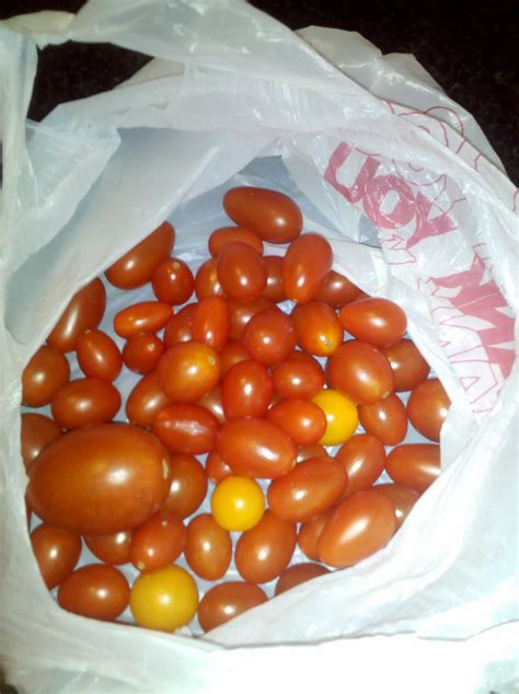 Port of Thoughts: MEXICAN tomatoes