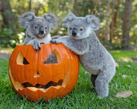 Koalas from Australia Zoo | Koala bear, Koala, Cute koalas