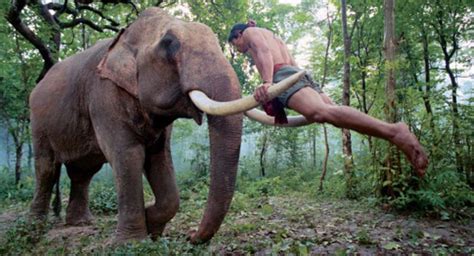 Tony Jaa – Dancing with Elephants in THE PROTECTOR | Martial Arts & Action Entertainment