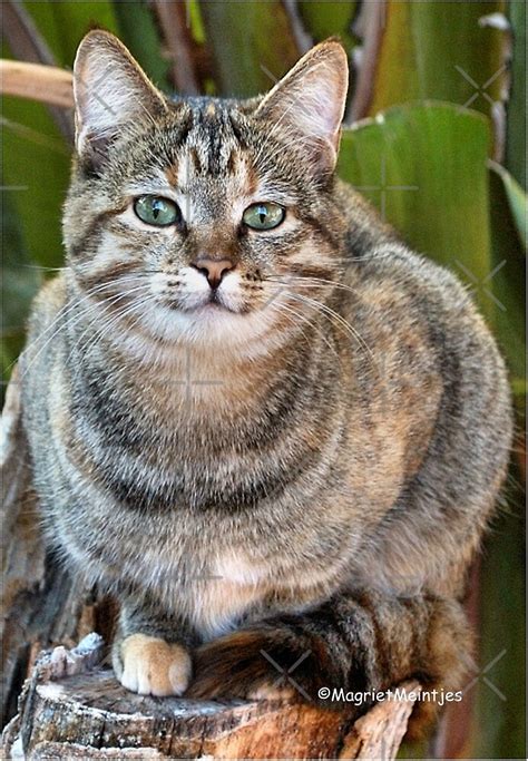 "AFRICAN WILD CAT - Felis silvestris lybica " by Magriet Meintjes | Redbubble