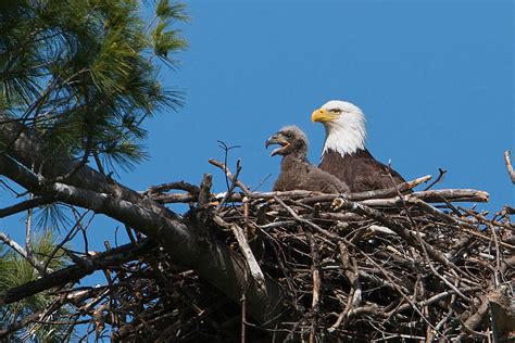 Eagle Nest Photograph by Dale J Martin