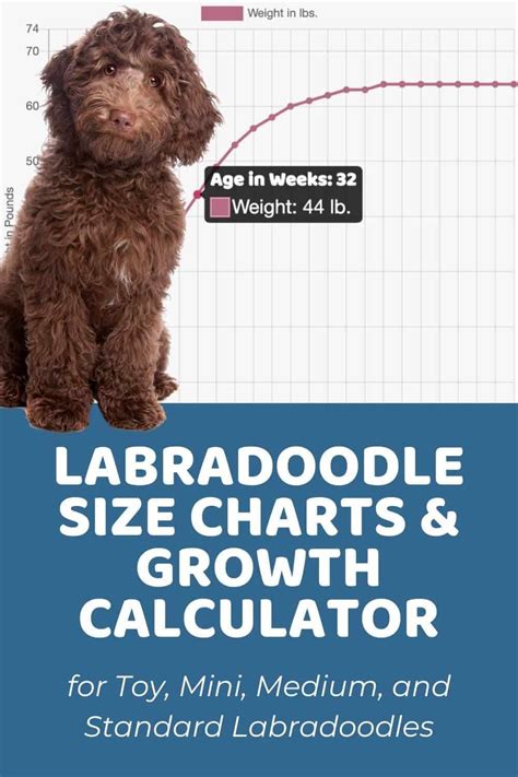 Labradoodle Size Charts for Mini, Medium, and Standard Labradoodles ...