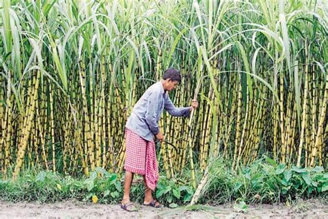 No hike in Uttar Pradesh sugar cane price a blessing