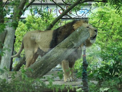 Spend Night With Lions At London Zoo - eXtravaganzi