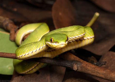 Hong Kongs most common snake species — HongKongSnakeID.com