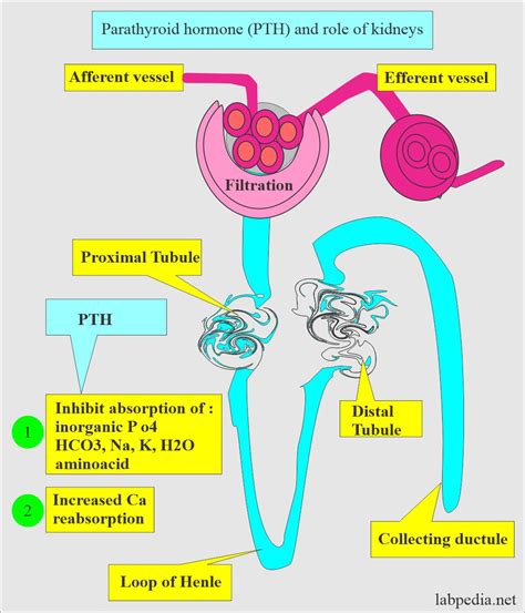 Parathyroid hormone (PTH) - Labpedia.net