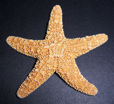 Brown Sugar Starfish - Exotic Shells Hawaii: Sea-shells, Hawaii gifts