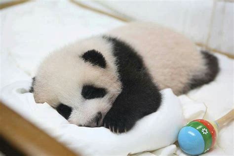 Sleeping panda | Panda, Sleeping panda