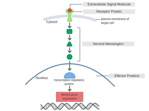 5 Ways to Make Signal Transduction a More Approachable Topic for Students