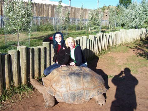 giant tortoise | Aldabra Tortoise | Reptile Gardens