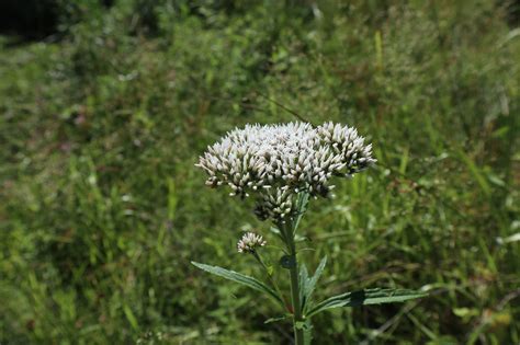 Eupatorium perfoliatum – Boneset - Native Plant Grower