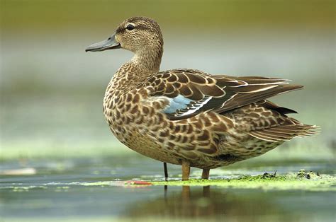 Blue-winged Teal Anas Discors Female Photograph by Scott Leslie