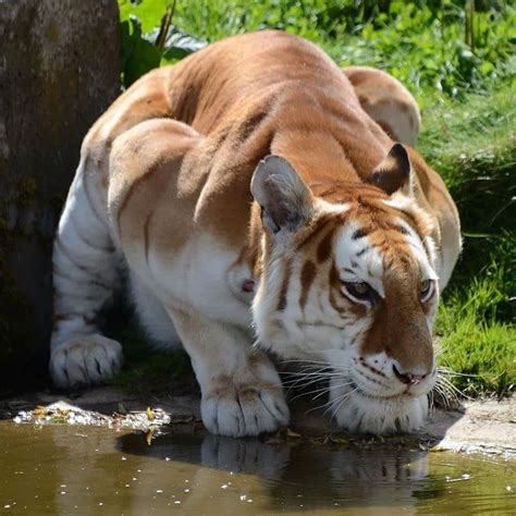 @iflscience: “An extremely rare golden tiger. Scientists estimate there are only around 30 of ...