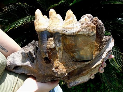 Massive Mastodon Jaw Section with Gorgeous Tooth Intact | Proboscidea | FOSSILS | Prehistoric ...