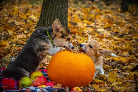 Pembroke Welsh Corgi Dog Training - Miniature Puppies for Sale