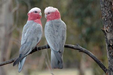 Top 10 Cute Small Parrots - Depth World - Top 10 Cute Small Parrots