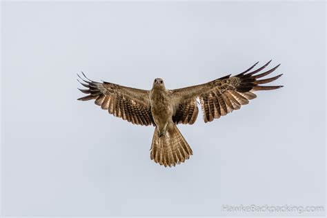 Northern Territory Wildlife - HawkeBackpacking.com