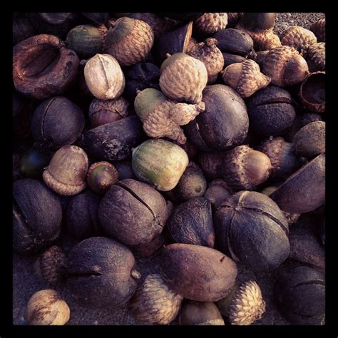 Acorns... | Acorn, Blueberry, Fruit