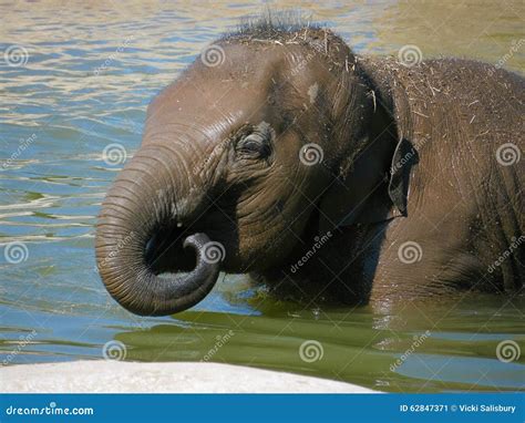 Elephant stock image. Image of baby, bathing, bath, water - 62847371