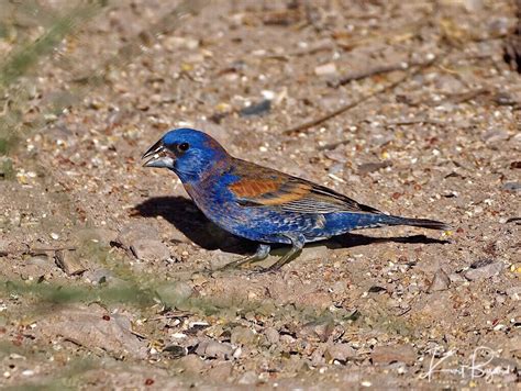 Beautiful Smaller Birds in Southeast Arizona - Travel To Eat by Kurt Buzard MD | Aves