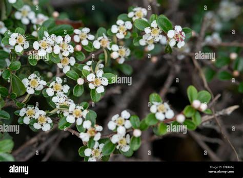 Bearberry Cotoneaster, Cotoneaster Dammeri, Flowers Stock Photo - Alamy