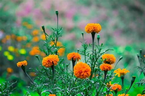 Premium Photo | Ezebel butterfly visiting flower plants for nectar during spring season in india