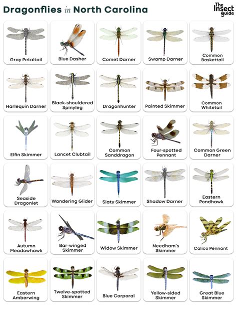 List of Common Types of Dragonflies in North Carolina – with Pictures