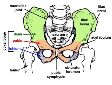 Human Pelvic Girdle Anatomy