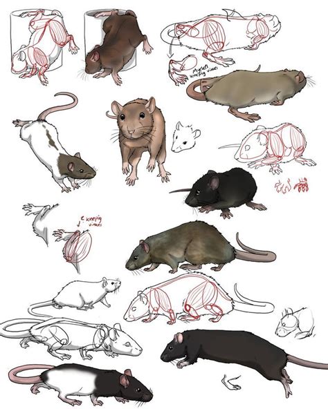 Pin on Animals ~ Pet Rat