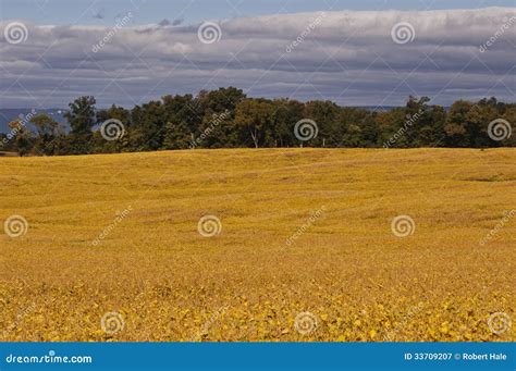 Soybean Field stock image. Image of nature, trees, soybeans - 33709207