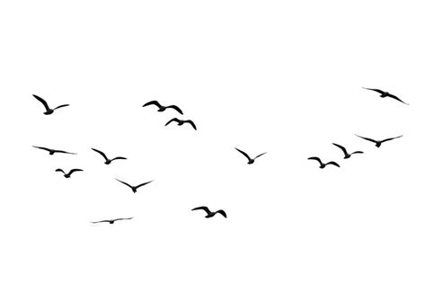 Flock Of Birds PNG Transparent Images - PNG All