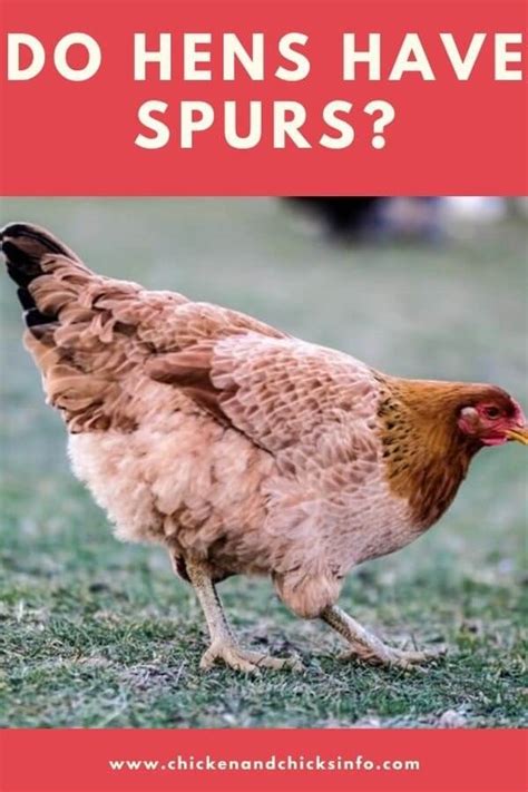 Do Hens Have Spurs? (Some Do, Yes!) - Chicken & Chicks Info