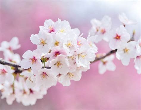 The Best Time to Visit Japan for Cherry Blossoms Revealed