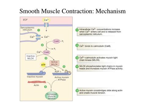 PPT - Smooth Muscle Physiology PowerPoint Presentation - ID:1410712