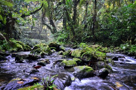 Bwindi Impenetrable National Park - Nkuringo Safaris Uganda