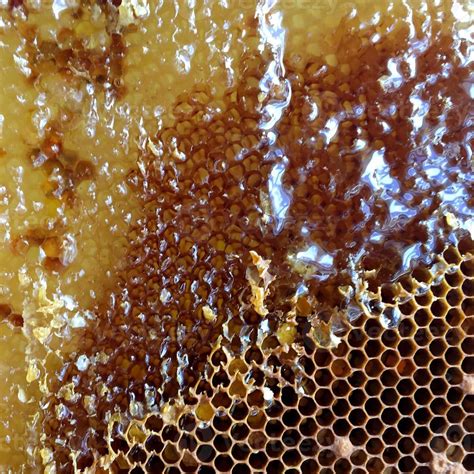 honeycomb from bee hive filled 3039970 Stock Photo at Vecteezy