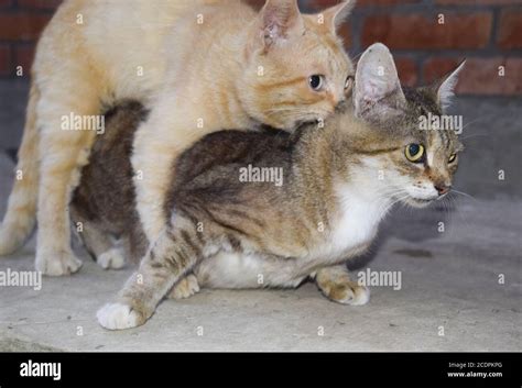 Mating domestic cats hi-res stock photography and images - Alamy