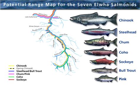 Freeing the Elwha (Habitat Requirements for Pacific Salmon) - Olympic National Park (U.S ...