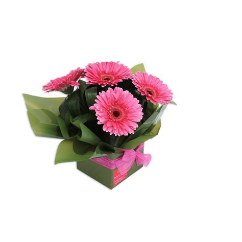 Gerbera Flower Box Arrangement Perth