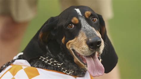 Tennessee mascot Smokey is celebrating 66 years on the sidelines | wbir.com