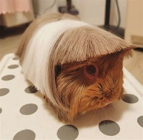 Bangs: The Latest Guinea Pig Haircut Trend