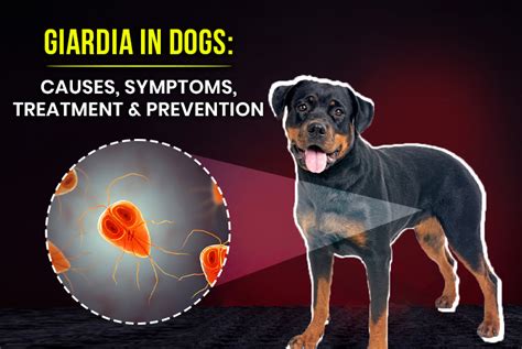 Giardia in Dogs: Causes, Symptoms, Treatment, and Prevention