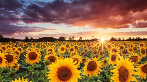 Sunflowers Field During Sunset Under Black Clouds Blue Sky HD Sunflower ...