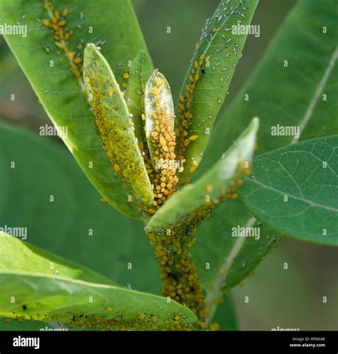 Aphids, Monarch Butterfly Eggs on Milkweed Leaves Stock Photo - Alamy