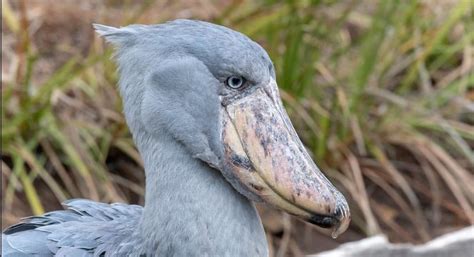 8 facts about the shoebill stork - facts about shoebill strok