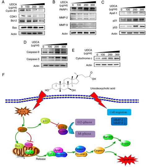 Western blotting results and the illustration of apoptotic signaling ...